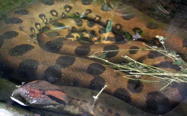 anaconda-river-shutterstock-Vinicius-Fonseca.jpg.webp