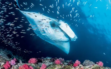 andaman-.jpg.webp