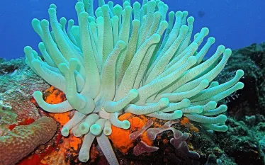 anemone_.jpg.webp