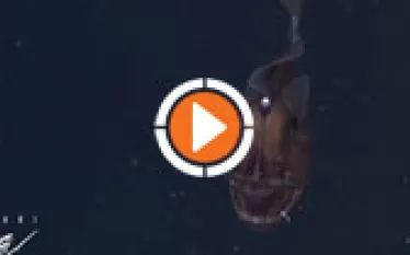 anglerthumb.jpg.webp