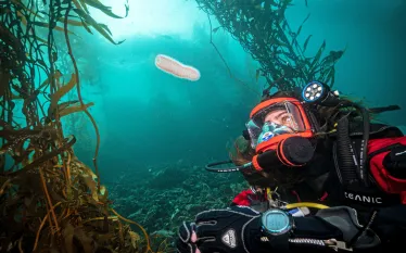 anne-and-pyrosome.patrick_webster.scubadivingmagazine.june.jpg.webp
