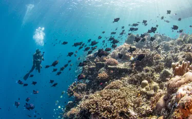 annie-crawley-bunaken-national-park.scubadivingmagazine.december.jpg.webp