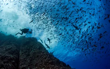 annie-crawley-diver-sharks-web.jpg.webp