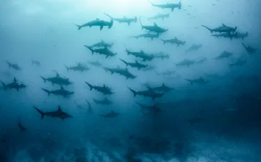 annie-crawley-hammerheads.scubadivingmagazine.november.jpg.webp