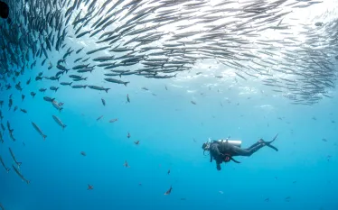 annie-crawley-malpelo.scubadivingmag.march.jpg.webp