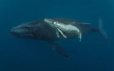 anniecrawley.humpbackmamababy.scubadivingmag.septoct.jpg.webp