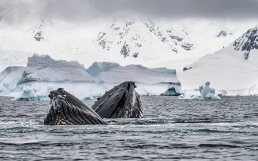 antarctica_liveaboard_theimage_alamy_teaser_scd_lob_.jpg.webp