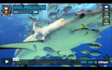 apex-predator-vimeo_thumb.jpg.webp
