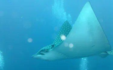 aquacat_spottedeagleray_andymacnair.jpg.webp