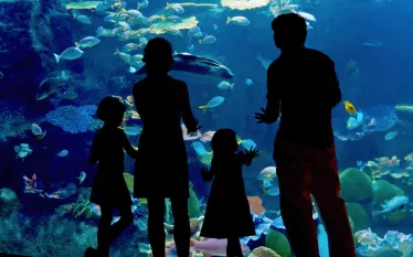 aquarium-shutterstock_.jpg.webp