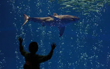 aquarium--.jpg.webp