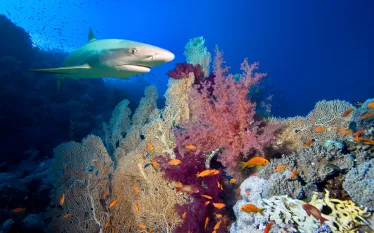 are_sharks_mammals-_.png.webp