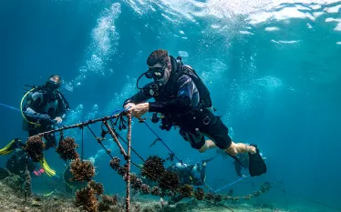 artificial-reef-restoration-indonesia.jpg.webp