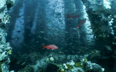 artificialreefmx-_denissesotomayor.jpg.webp