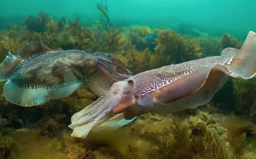 australian-cuttlefish-migration.png.webp