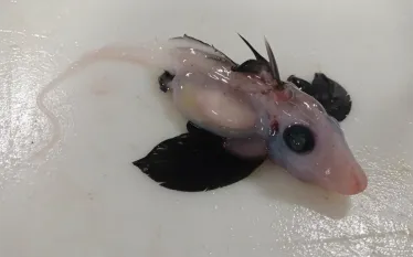 baby-ghost-shark-brit-finucci.png.webp