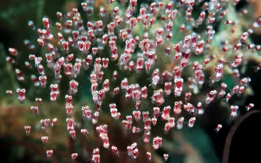 baby-shrimp-group.jpg.webp