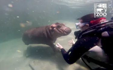 babyhippozoodiver.png.webp