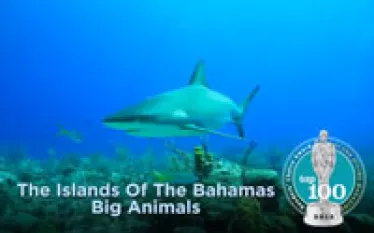 bahamas-biganimals-video.jpg.webp
