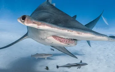 bahamas-hammerhead.jpg.webp