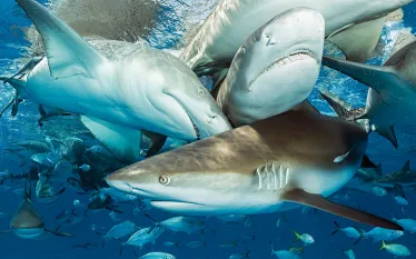 bahamas-reders-choice--sharks-jeff-yonover-teaser.jpg.webp