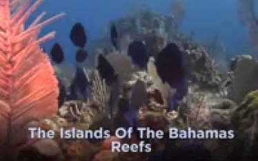 bahamas-reefs-video.jpg.webp
