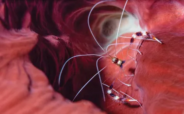banded-coral-shrimp-richard-condlyffe.jpg.webp