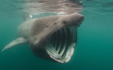 basking-sharkfactsshutterstock_.jpg.webp
