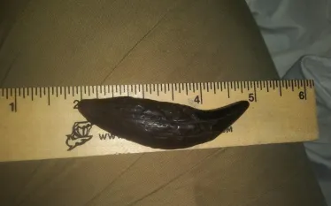 bear-tooth-ruler-courtesy-image.jpg.webp