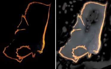 before-and-after-exposure-test-imaging.jpg.webp