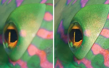 before-and-after-sharpen-focus.jpg.webp