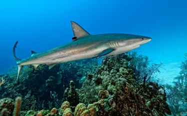 belize-shark-reef-caribbean-scott-johnson.jpg.webp