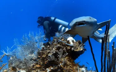 belize_underwater_wbdr_digital_article_image_x.png.webp