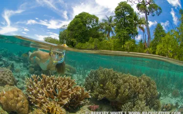 berkleywhite_underwater_split_photo_.jpg.webp
