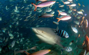 best-diving-fiji-beqa-lagoon-bull-shark.jpg.webp