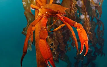 best-macro-scuba-diving-north-america-british-columbia.jpg.webp