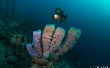 best_night_structure_dives_salt_pier_bonaire_shutterstock.jpg.webp