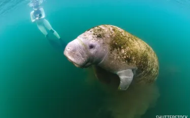 best_snorkeling_spots__florida_.jpg.webp