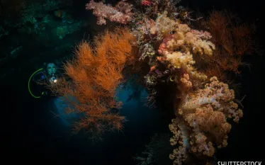 best_wreck_night_dives_liberty_bali.jpg.webp