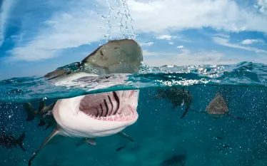 bestadvanceddivinggrandbahmacaribshark.jpg.webp