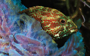 bestmarineenvironmentroatancaribbean.jpg.webp