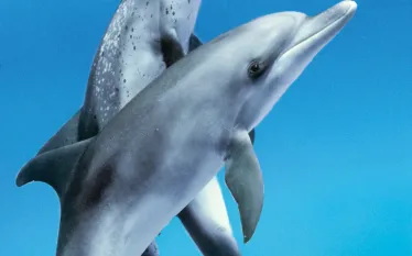 bestoveralldivingbhamascarib.jpg.webp