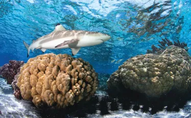 bestvistahitipacific.jpg.webp