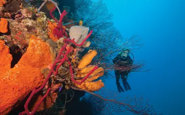 bestwalldivingbelizecarib.jpg.webp