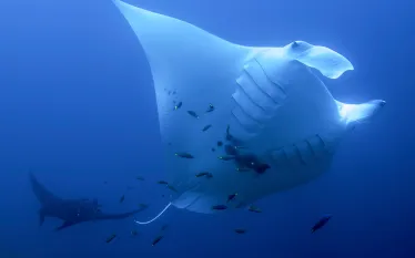 bhsnew_manta.jpg.webp