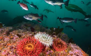 big-sur-diving.jpg.webp