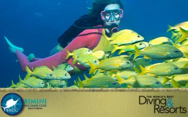 bimini_video.jpg.webp