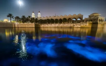 bioluminescentplanktoninkaust_morganbenett-smith_teaser_.jpg.webp