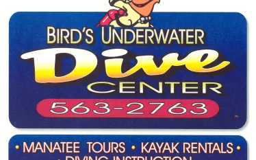 birds_underwater.jpg.webp