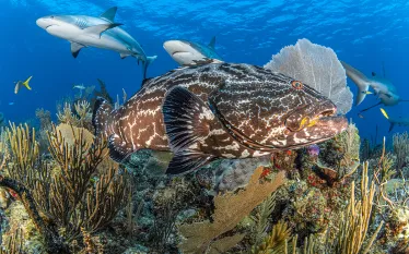black-grouper-cuba-brandon-cole.jpg.webp